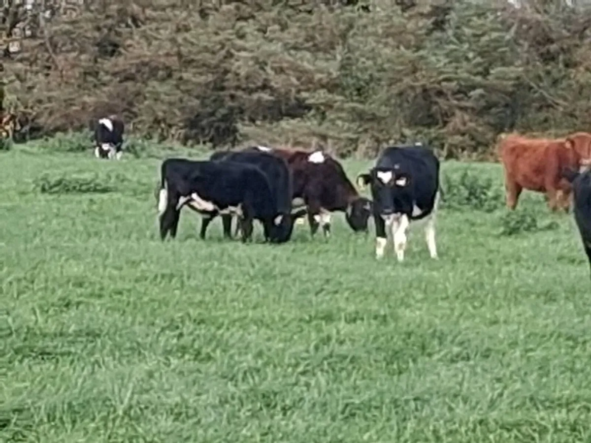 Spring Born Dairy Heifers - Image 4