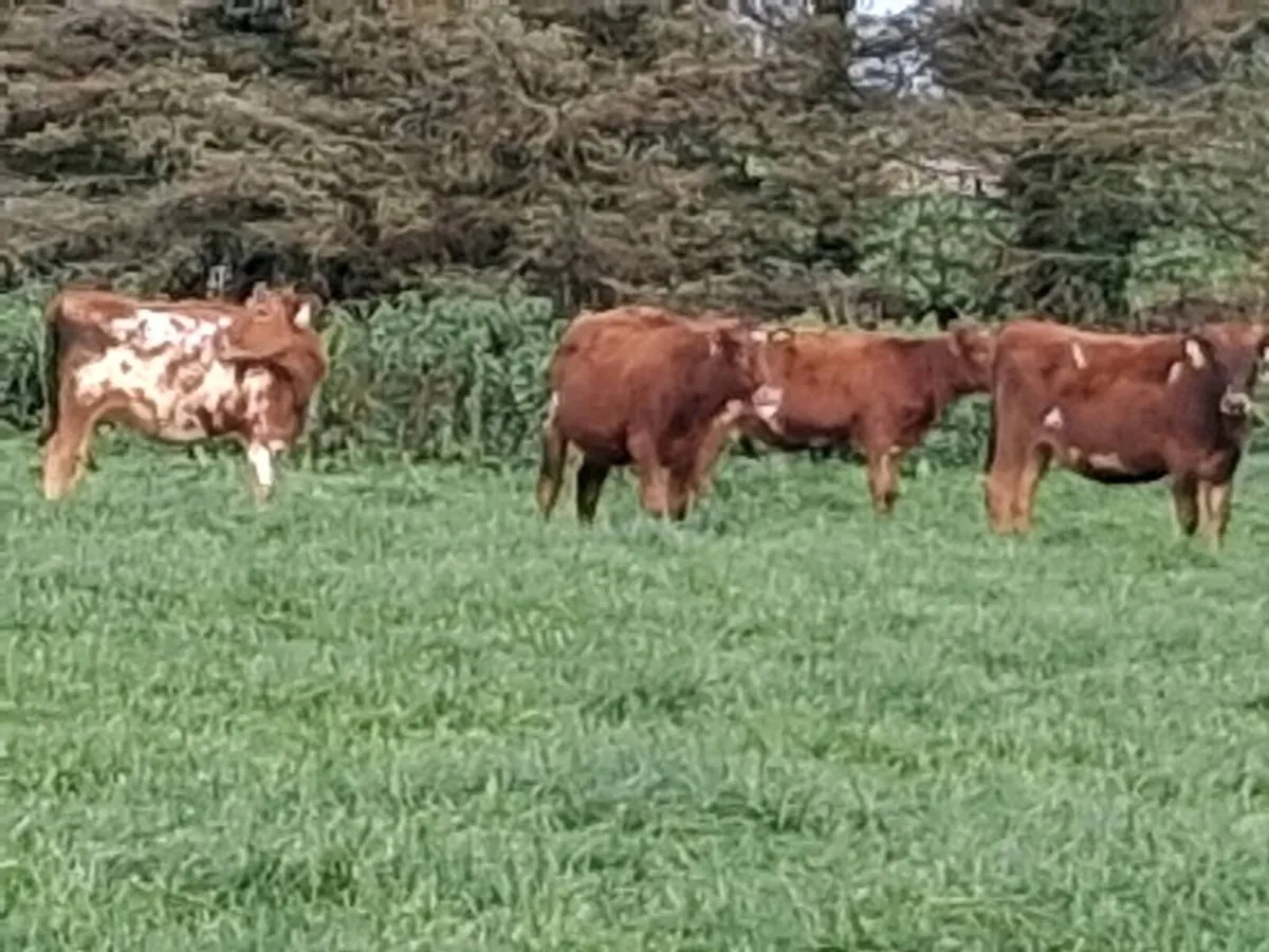 Spring Born Dairy Heifers - Image 1
