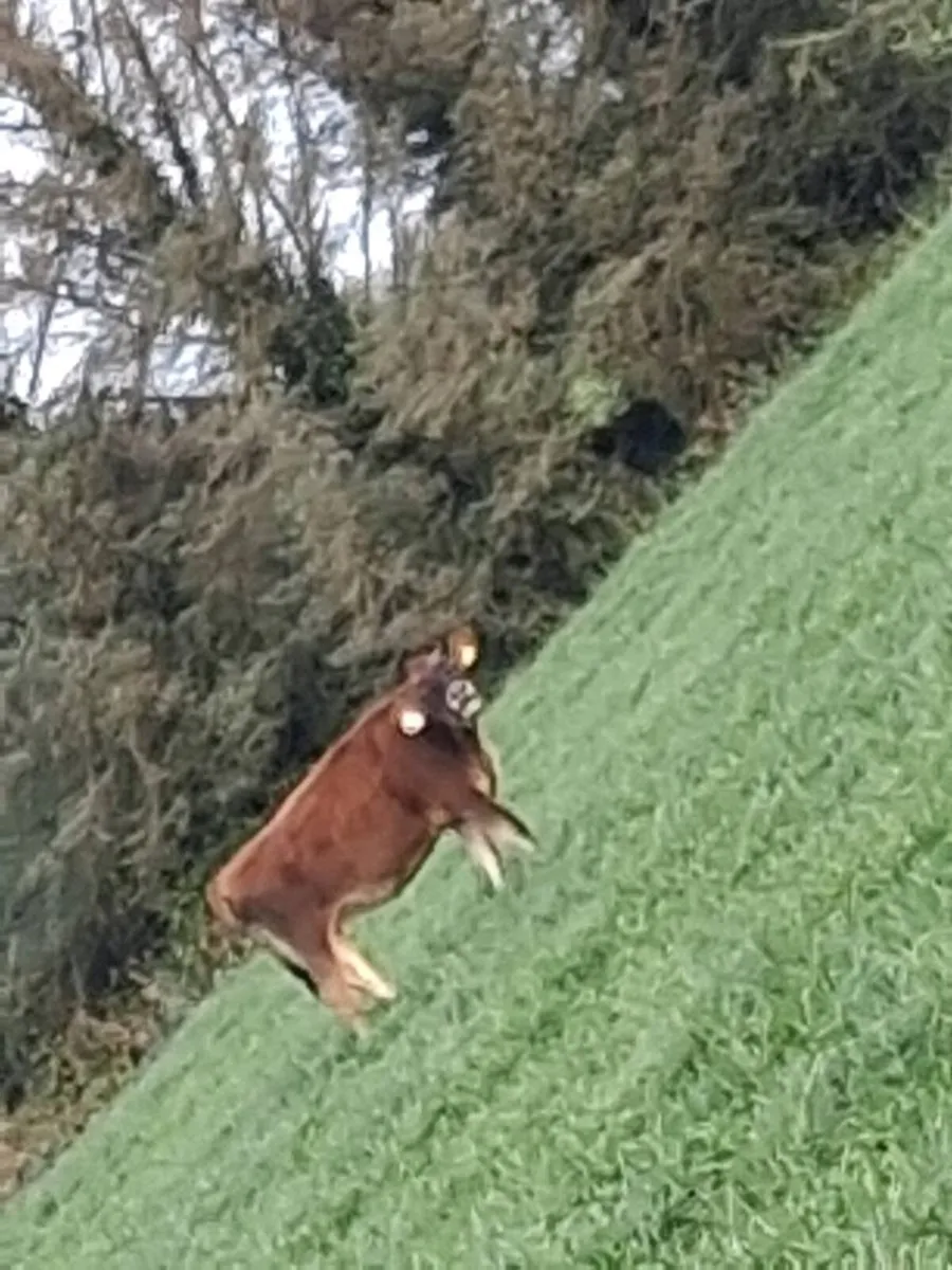 Spring Born Dairy Heifers - Image 2