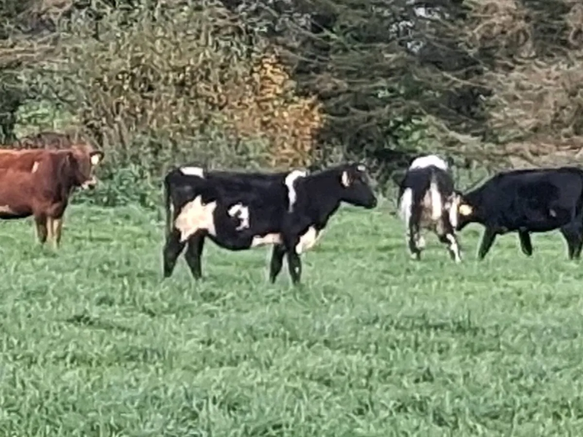 Spring Born Dairy Heifers - Image 3