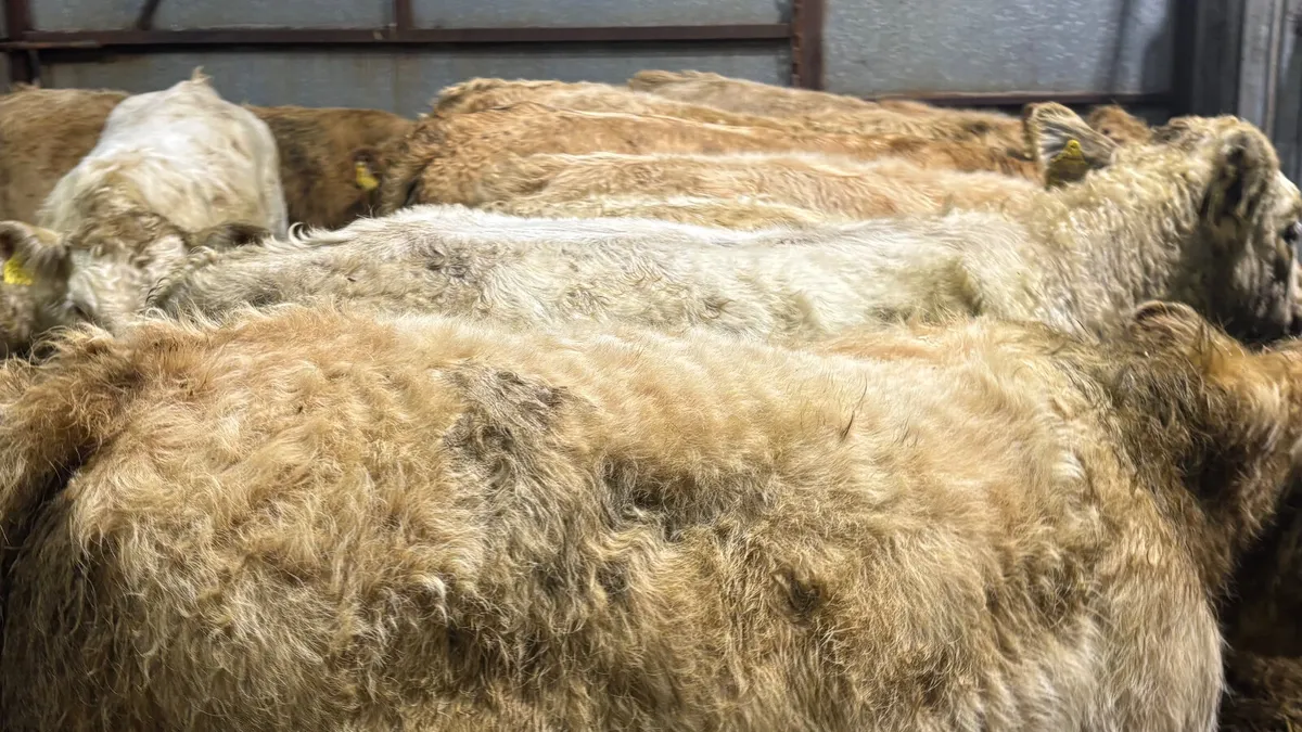 ⭐️ 10 Charolais Bull Wealings ⭐️ - Image 4