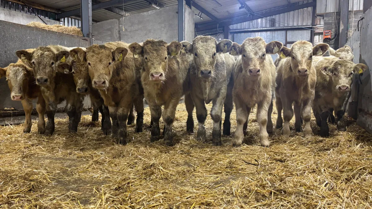 ⭐️ 10 Charolais Bull Wealings ⭐️ - Image 1