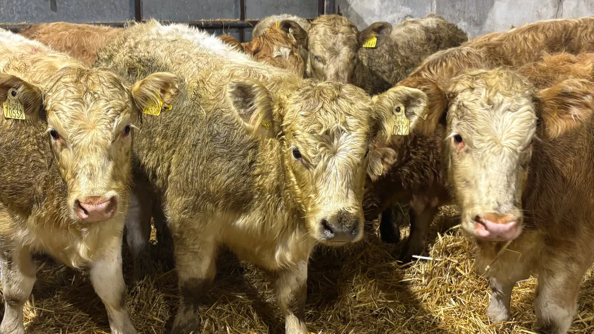 ⭐️ 9 Charolais Heifer Wealings ⭐️ - Image 2