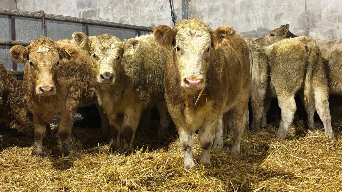 ⭐️ 9 Charolais Heifer Wealings ⭐️ - Image 3