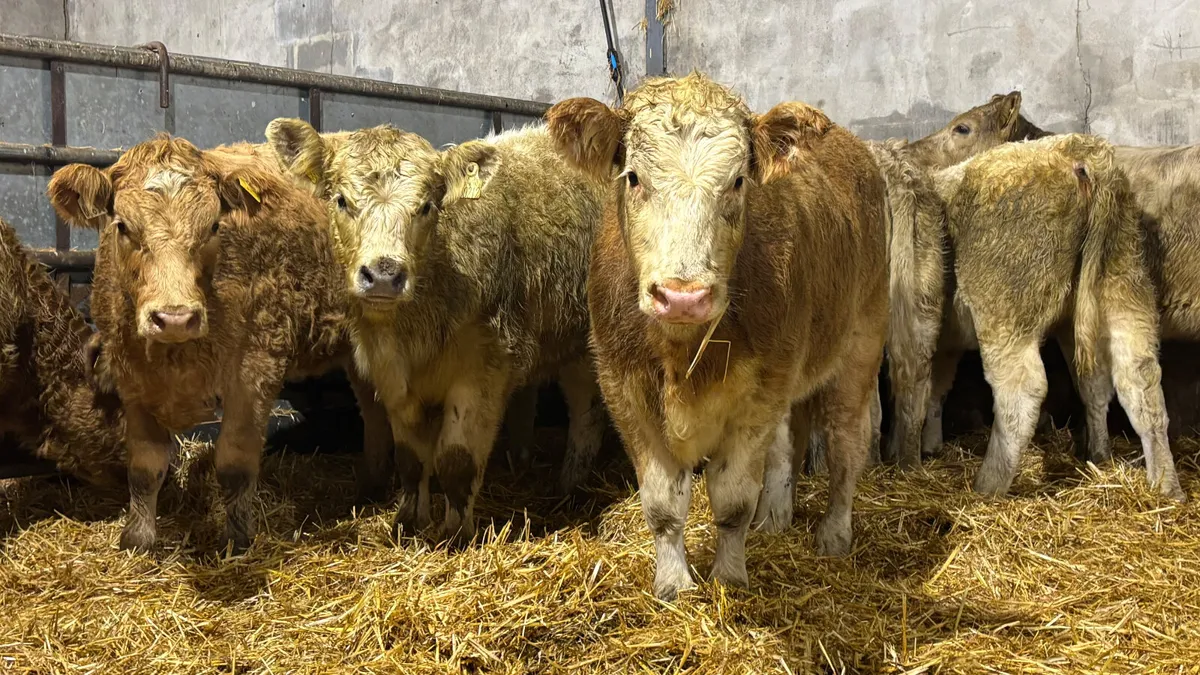 ⭐️ 9 Charolais Heifer Wealings ⭐️ - Image 1