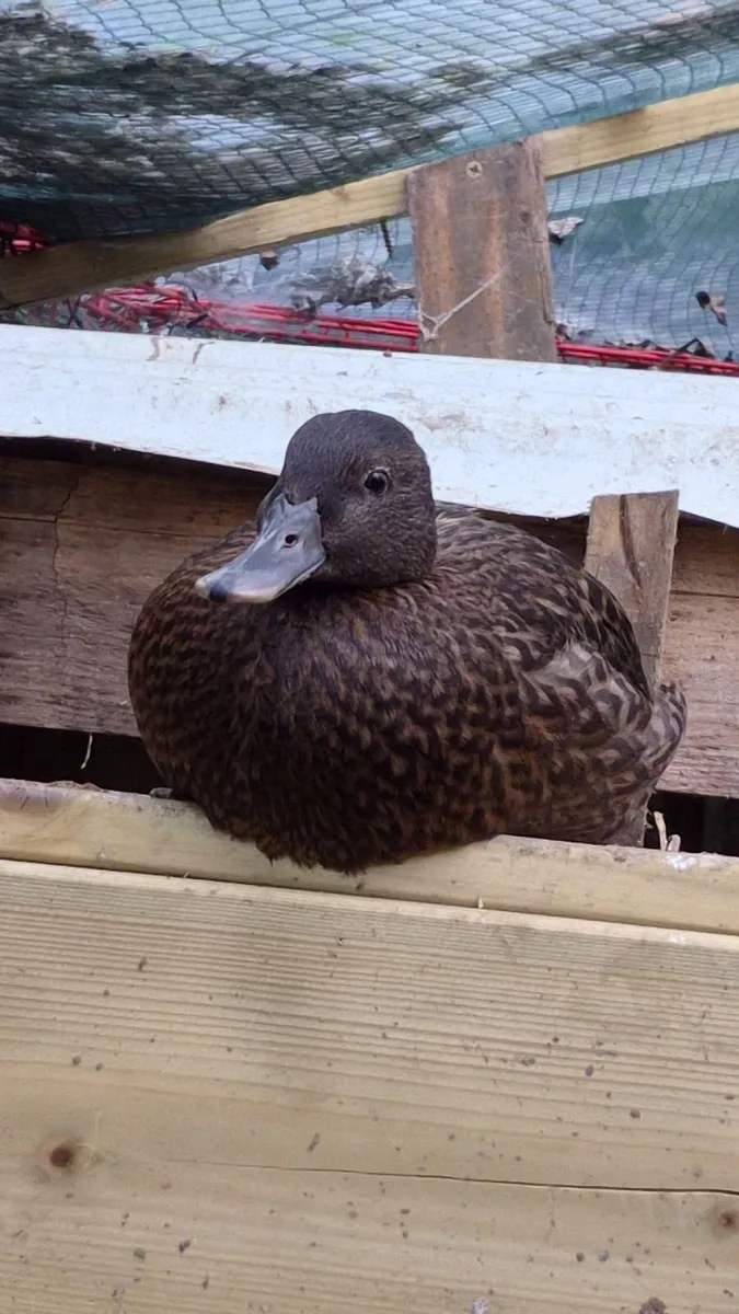 Call Ducks/ Ornamental /Partridge Pekin - Image 2
