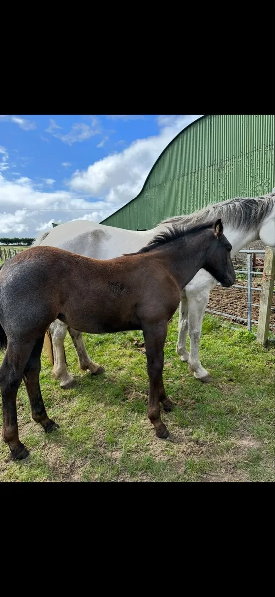 RID Filly - Image 4