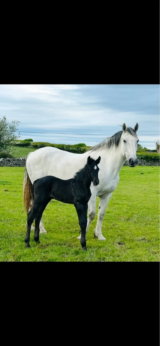 RID Filly - Image 1
