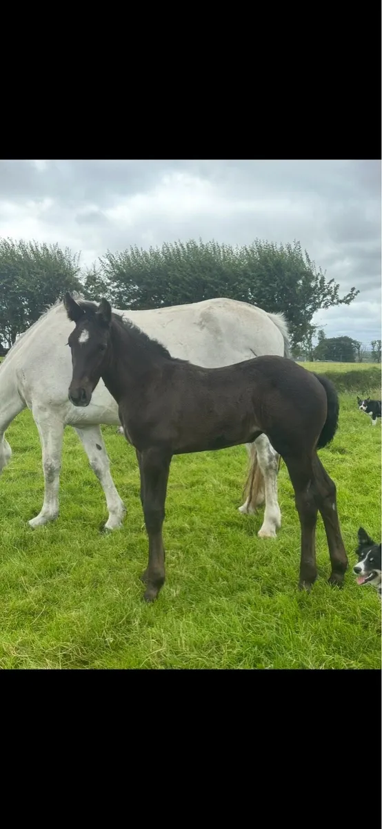 RID Filly - Image 2