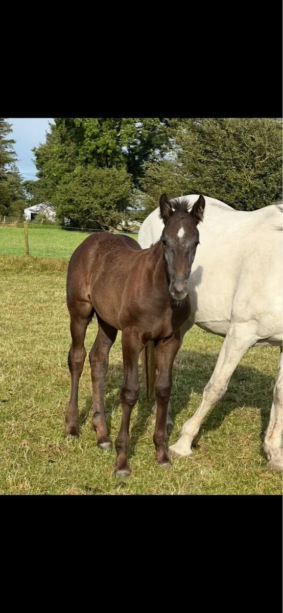 RID Filly - Image 3