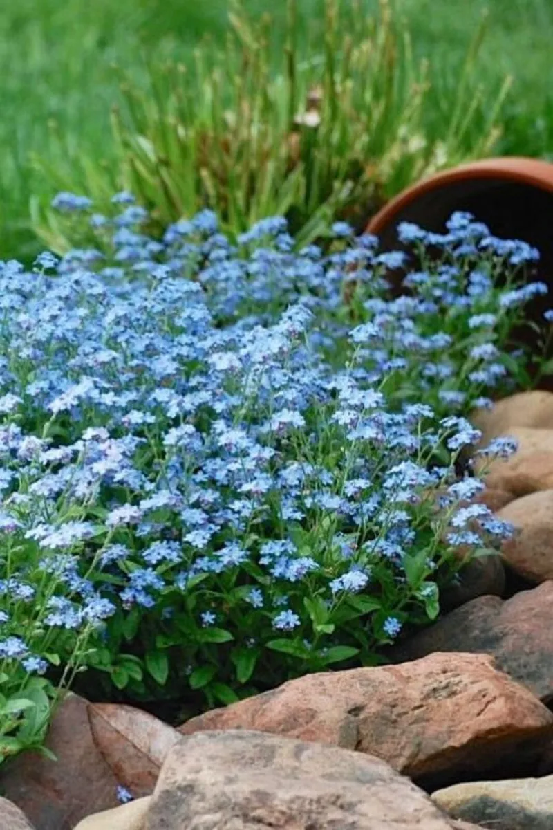 Buzzy Forget-Me-Not flower gift - pack of 4 - Image 3