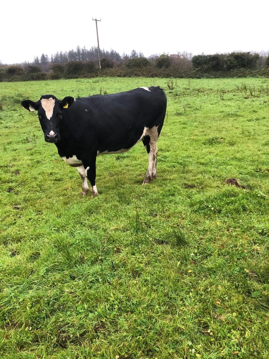 Fr heifer in calf - Image 1