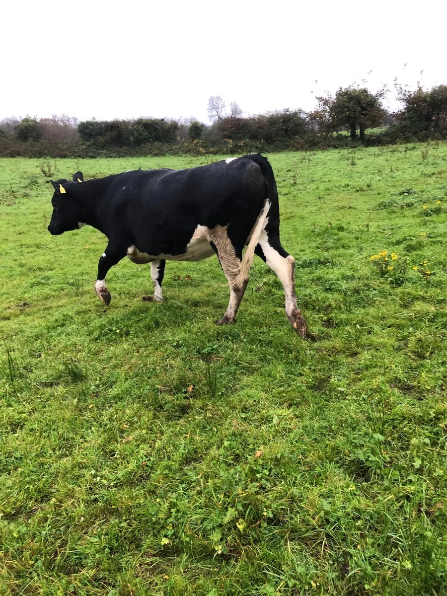 Fr heifer in calf - Image 2