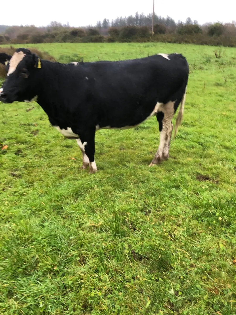 Fr heifer in calf - Image 3