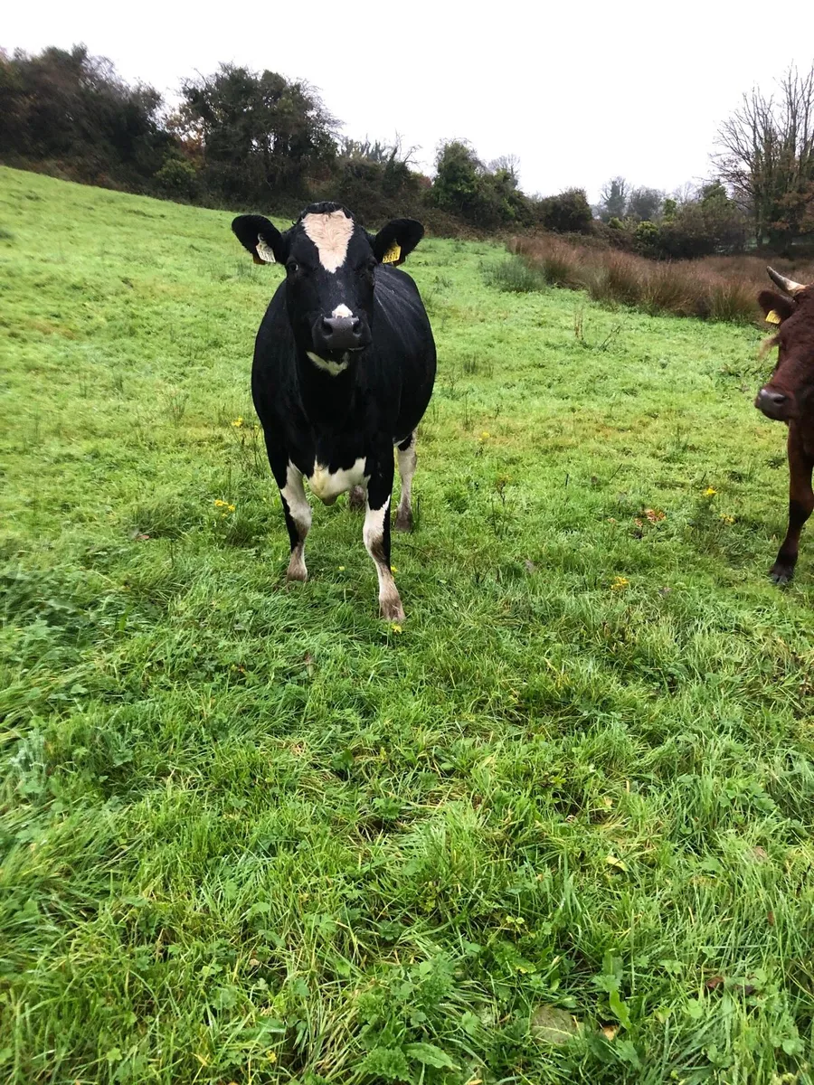 Fr heifer in calf - Image 4