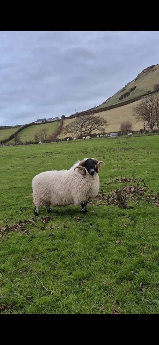Year Old Blackface Ram - Image 3