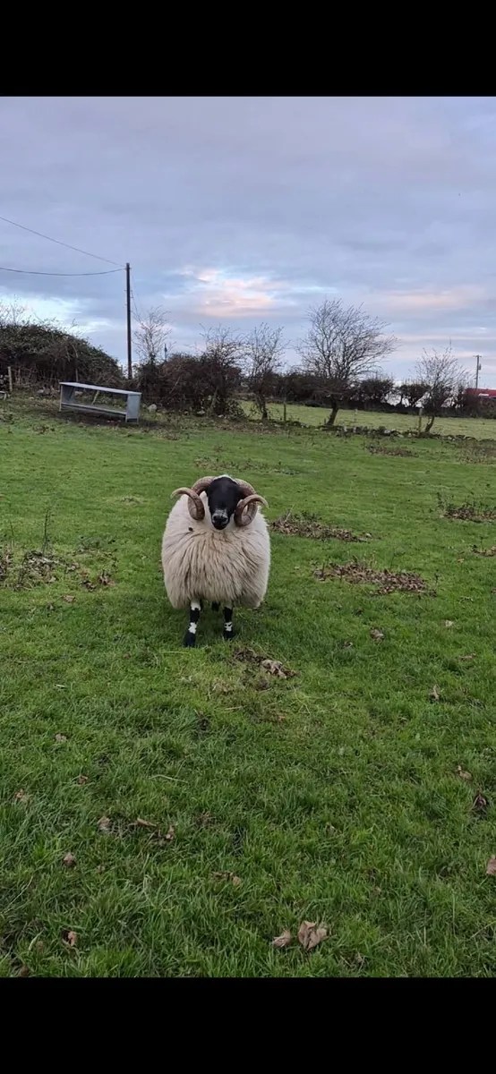 Year Old Blackface Ram - Image 4
