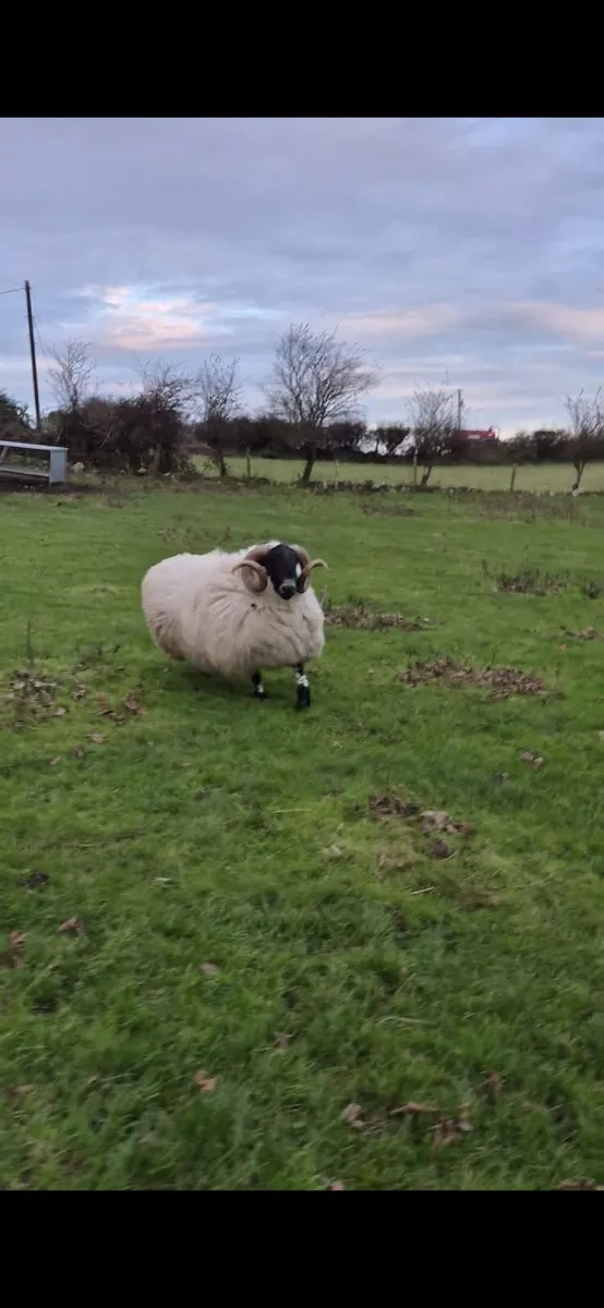Year Old Blackface Ram - Image 2