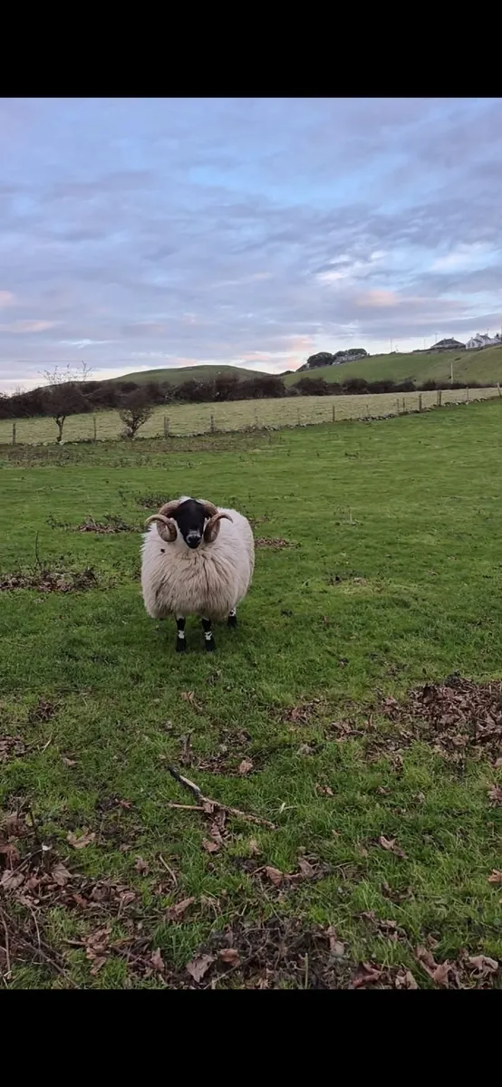Year Old Blackface Ram - Image 1