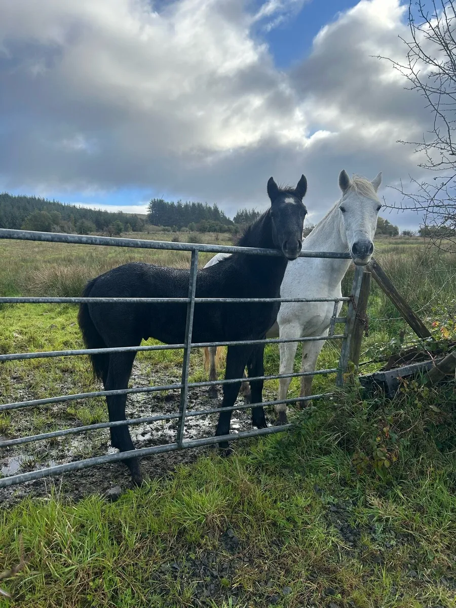 Connemara Colt Foal - Image 2