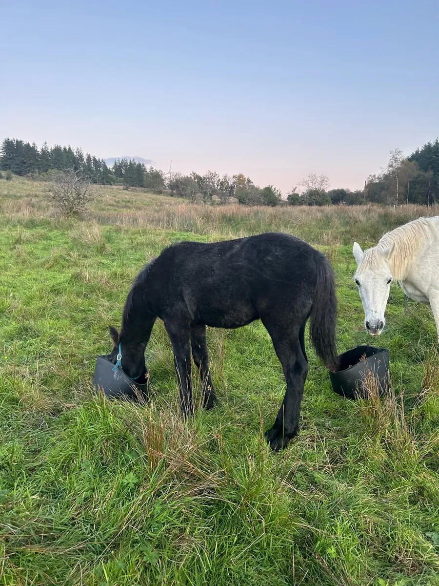Connemara Colt Foal - Image 3