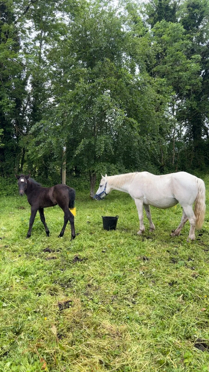 Connemara Colt Foal - Image 4