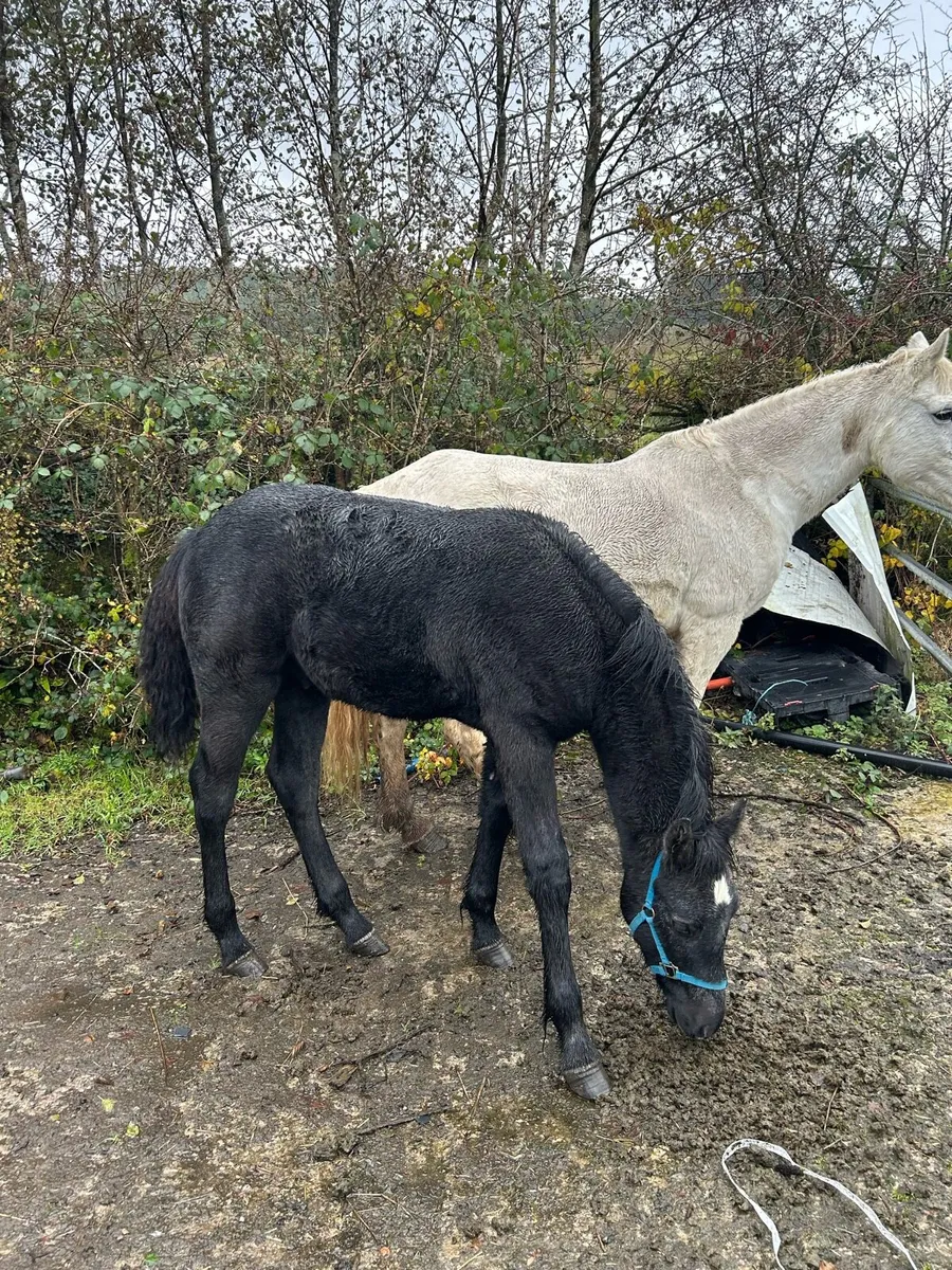 Connemara Colt Foal - Image 1