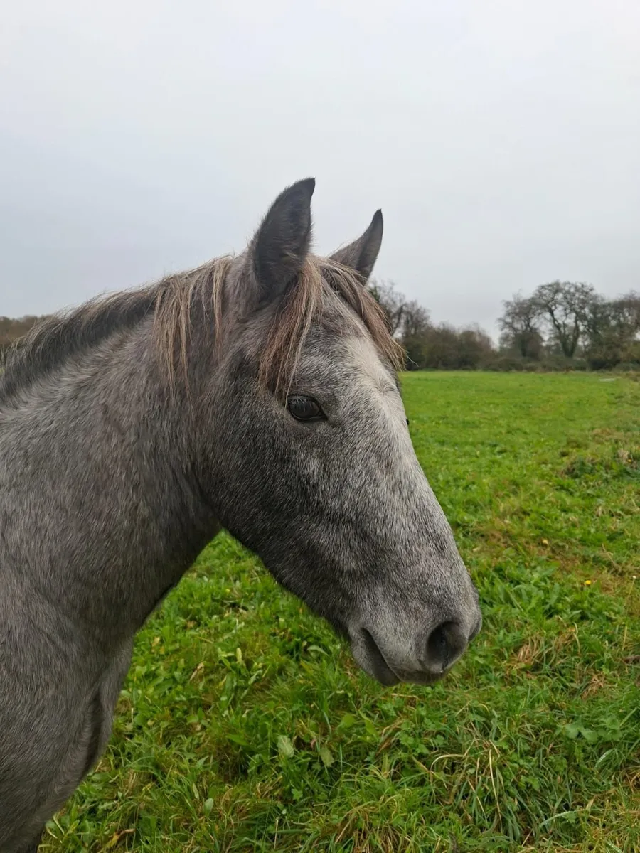 Lovely 2 year old Connemara gelding out of Class 1 - Image 2
