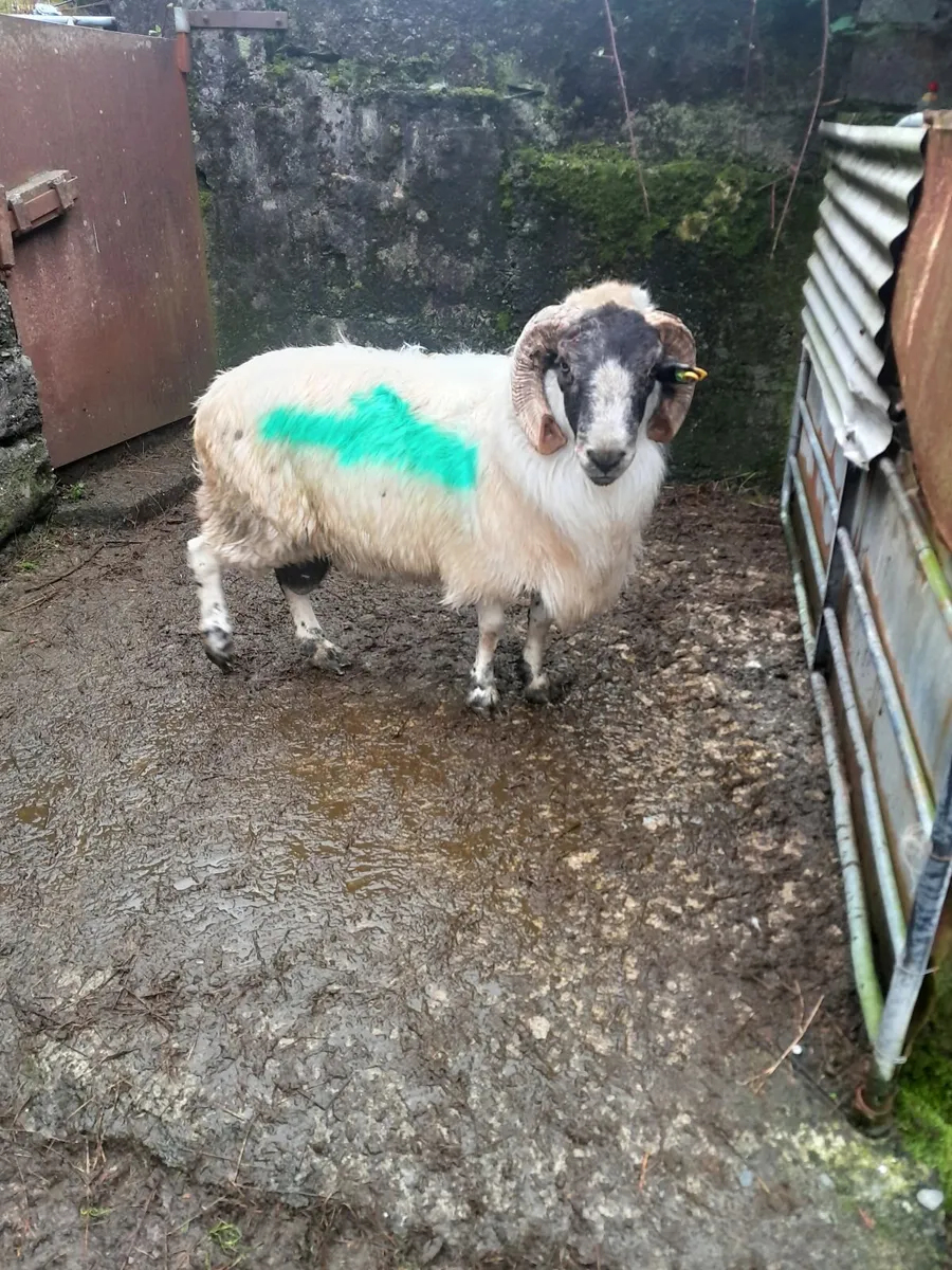 Ram - Image 1