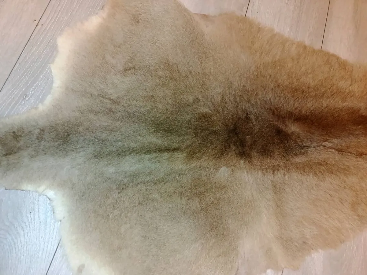 Kangaroo hide 150cm - Image 2