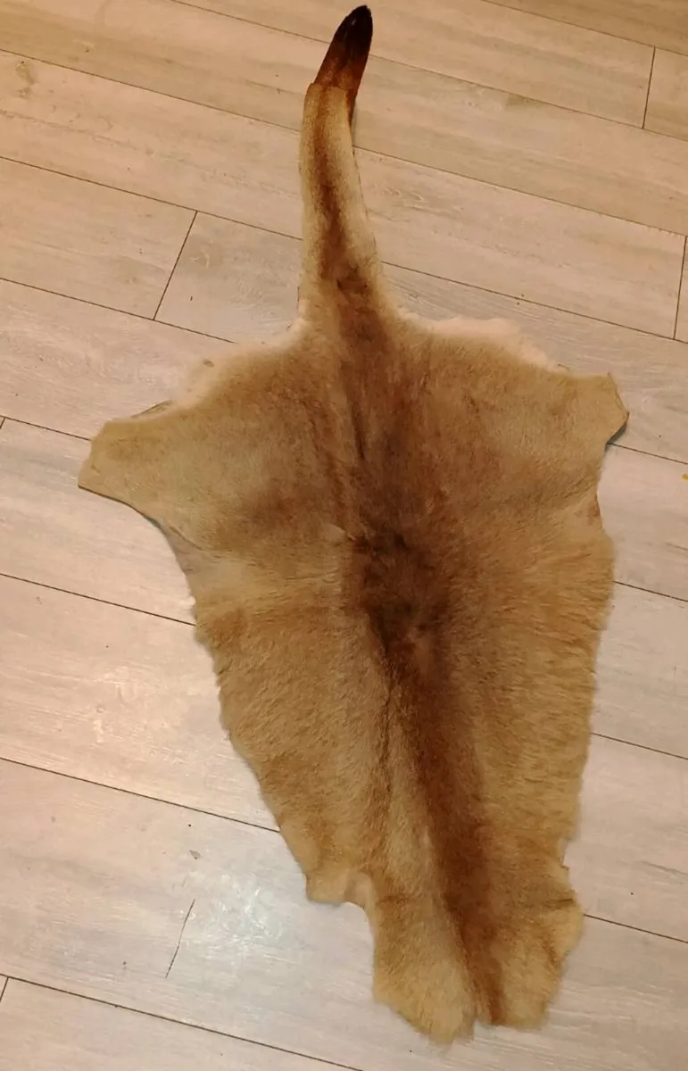 Kangaroo hide 150cm - Image 1