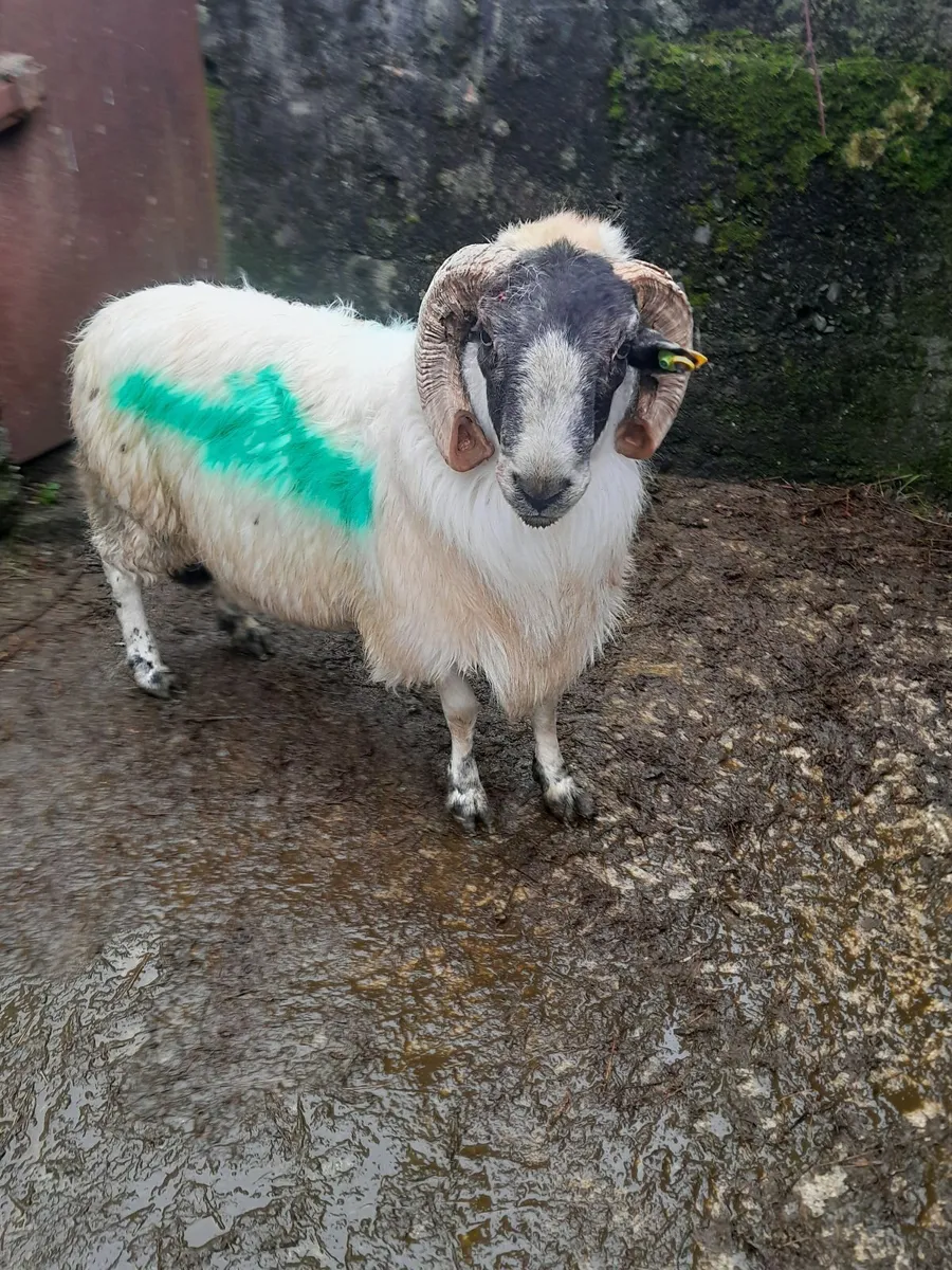 Ram - Image 2