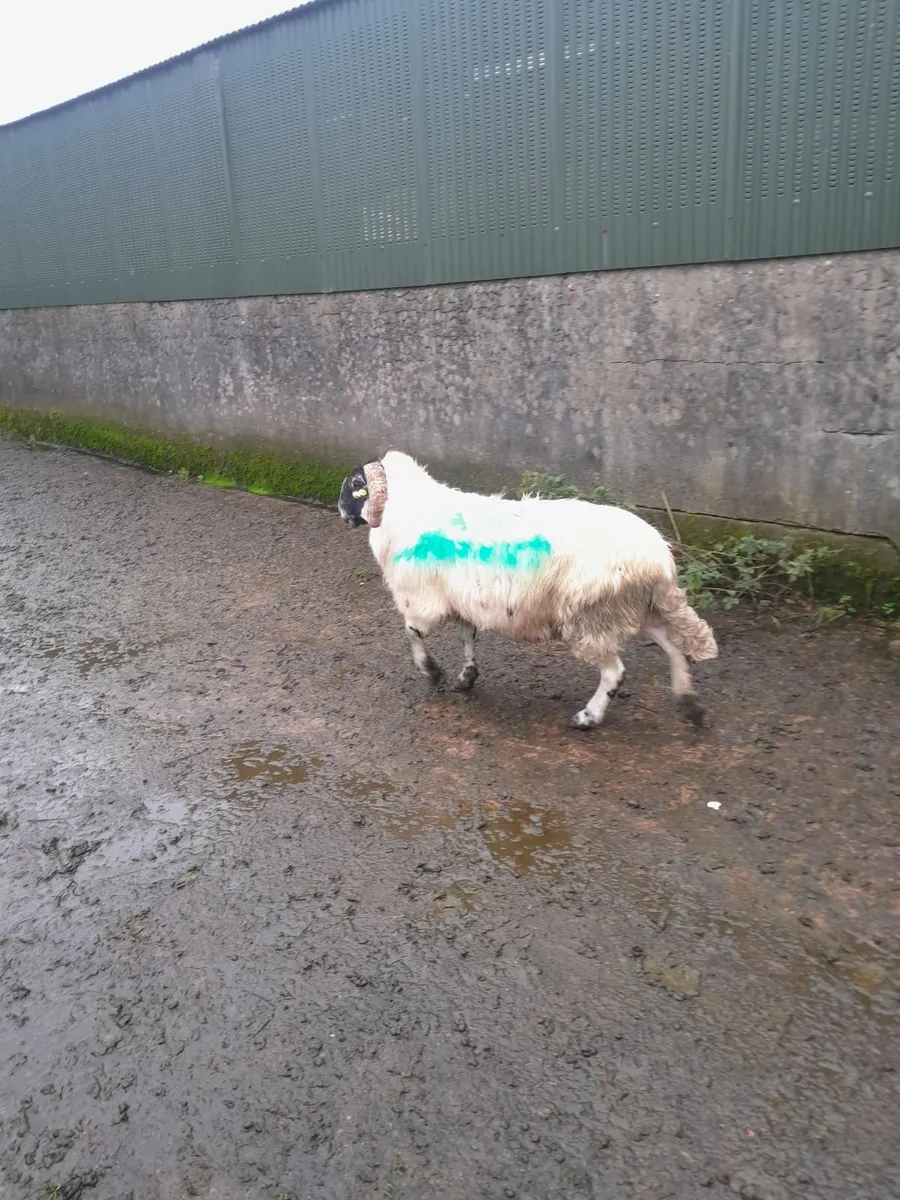 Ram - Image 3