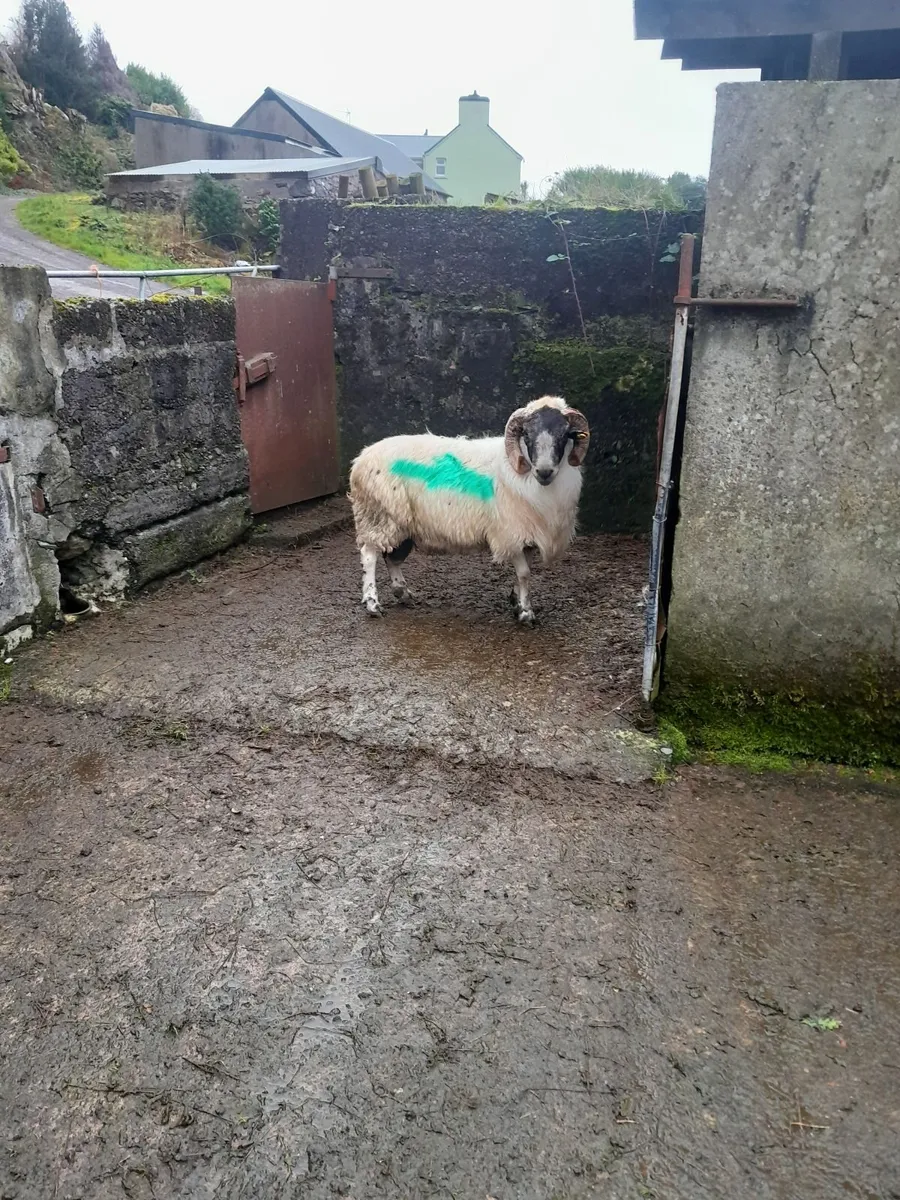Ram - Image 4