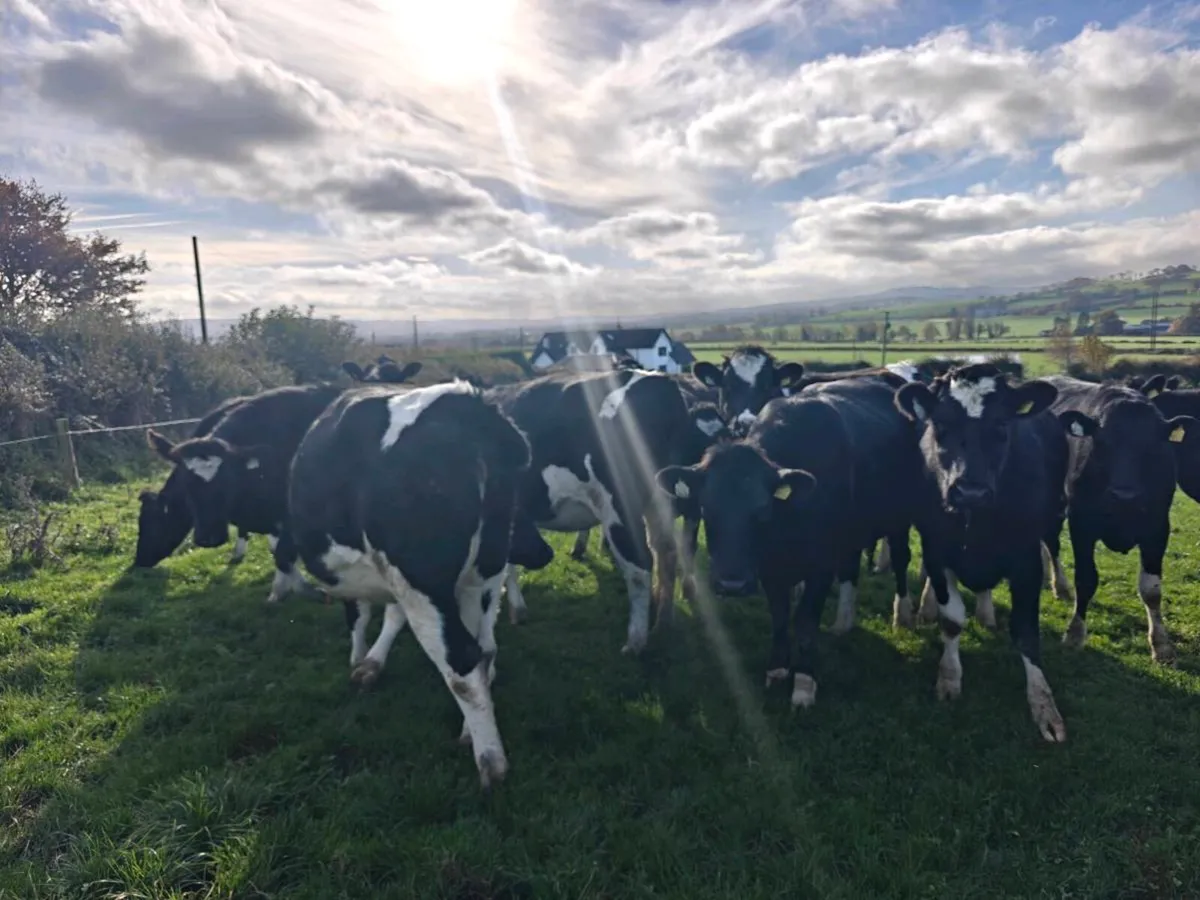 In calf heifers - Image 3