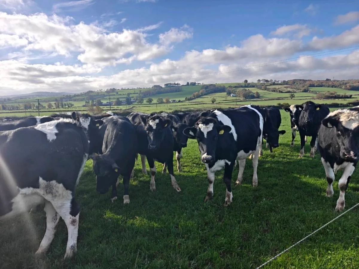 In calf heifers - Image 2