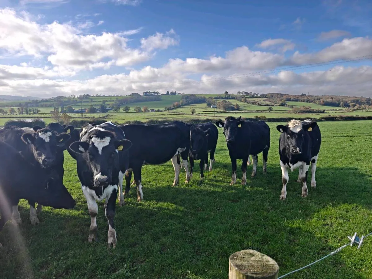 In calf heifers - Image 1