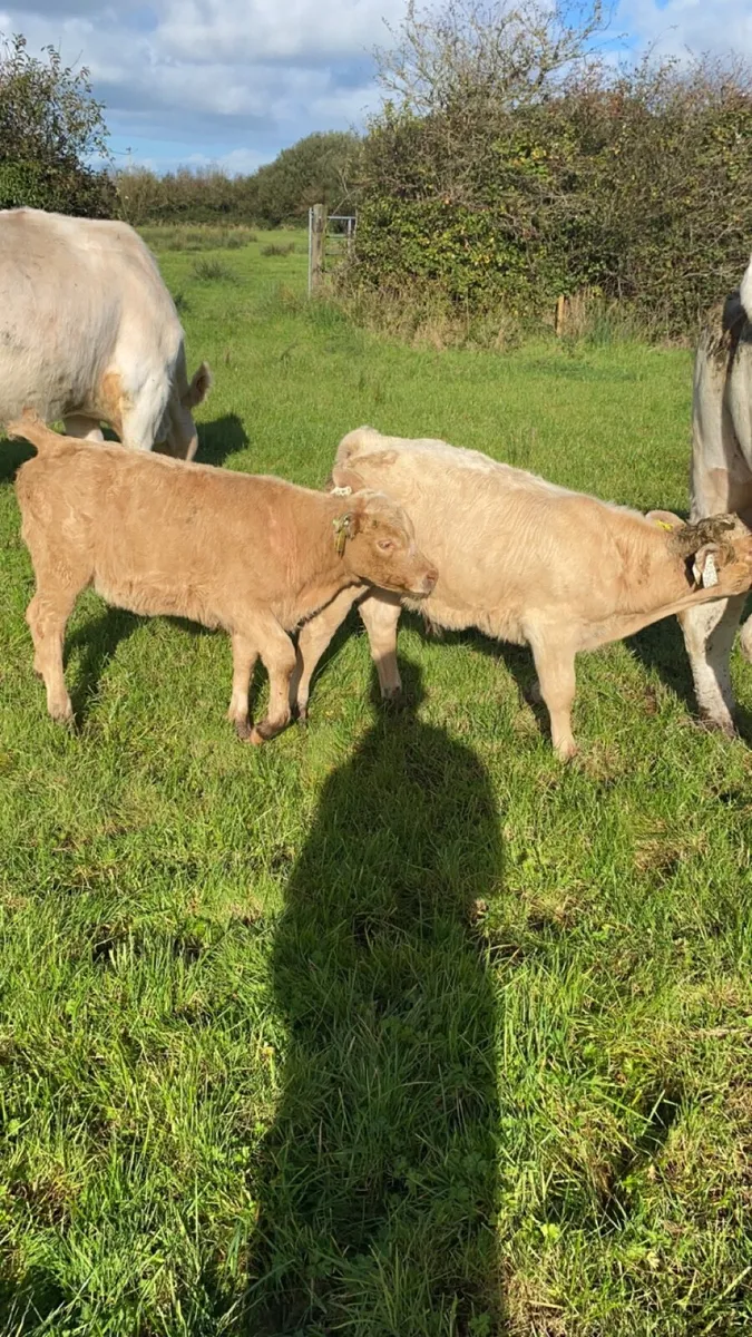 Calf - Image 1