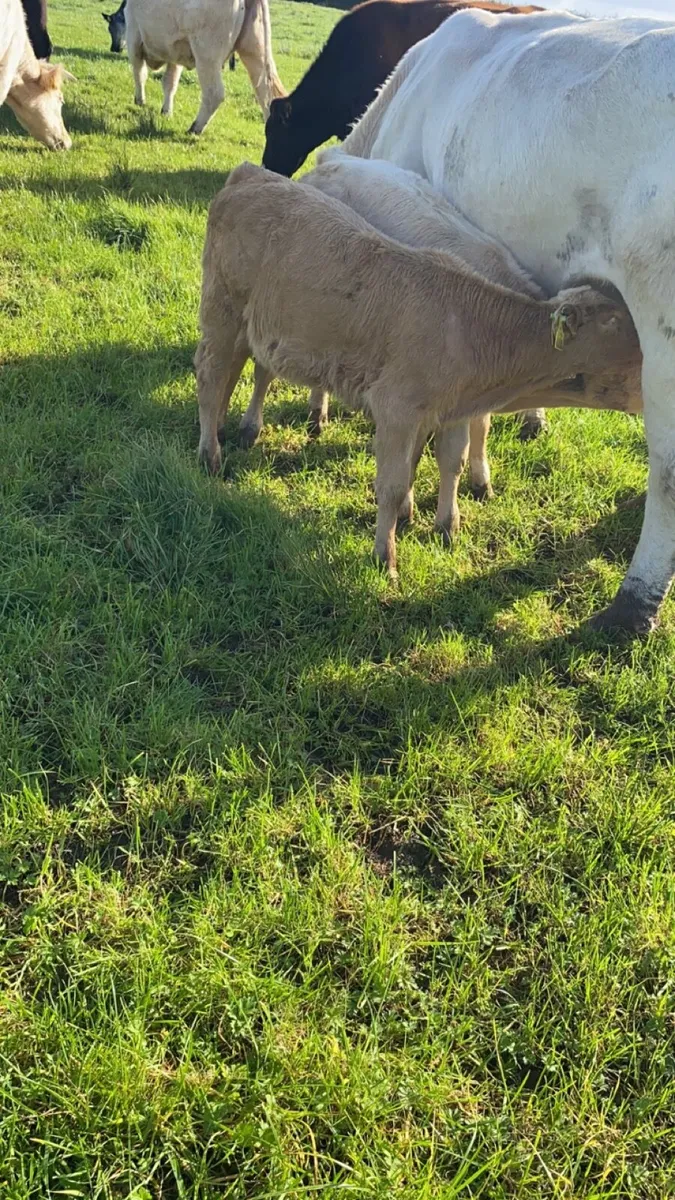 Calf - Image 2