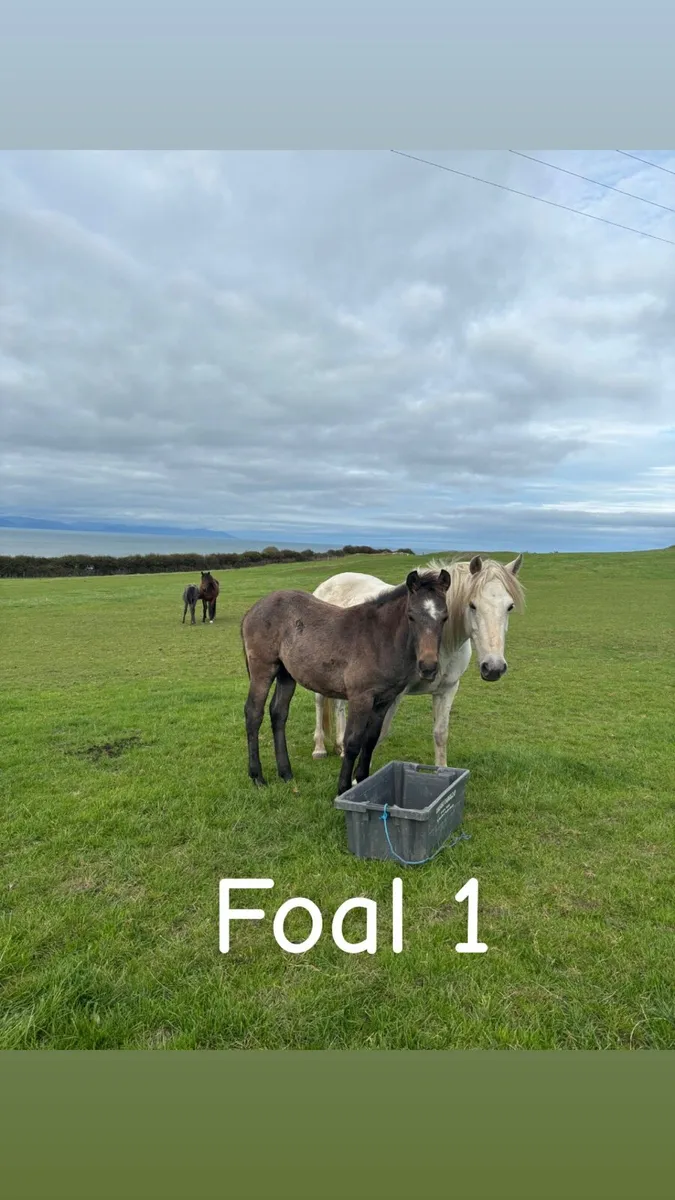 Connemara foals - Image 1