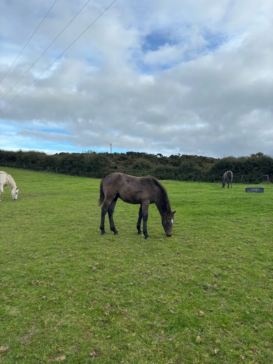 Connemara foals - Image 2