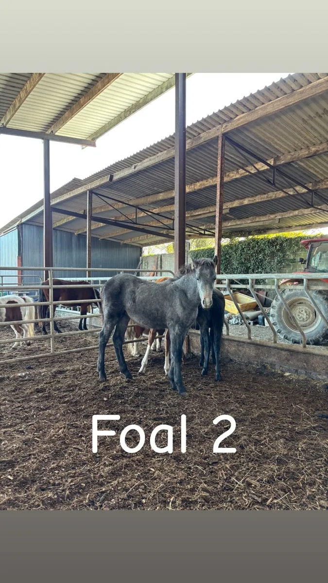 Connemara foals - Image 3
