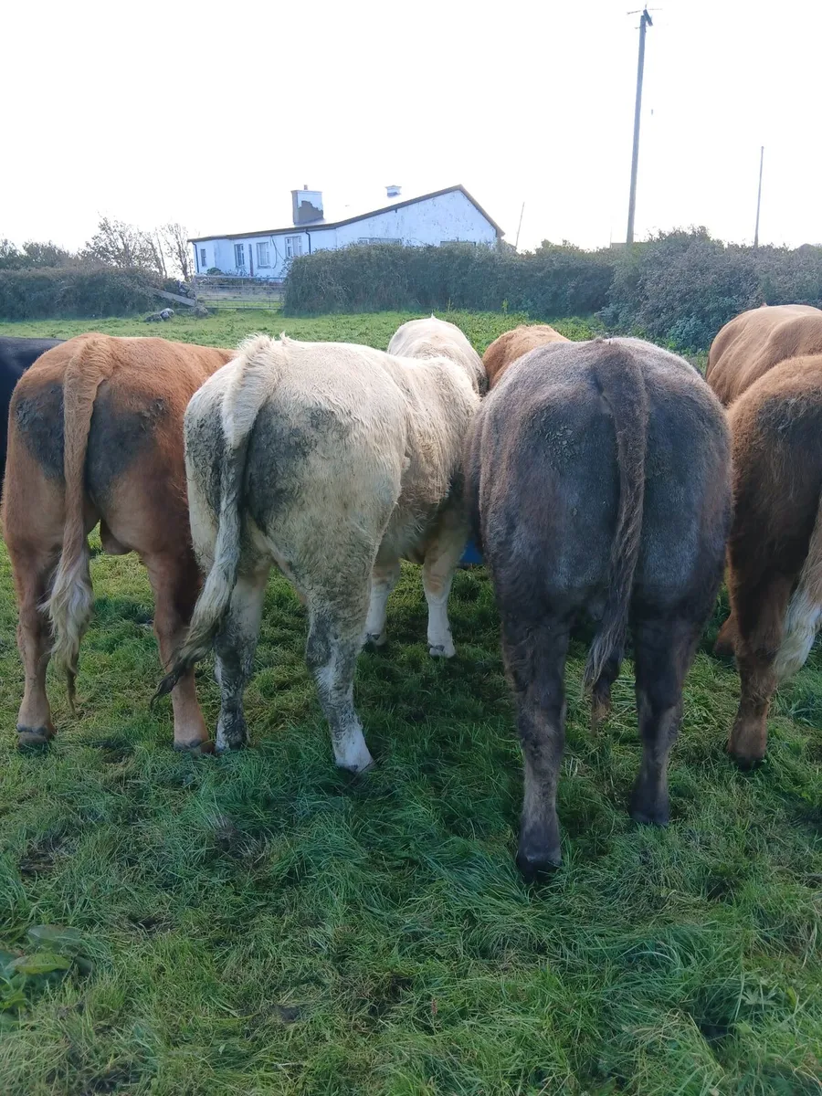 Bulls - Image 1