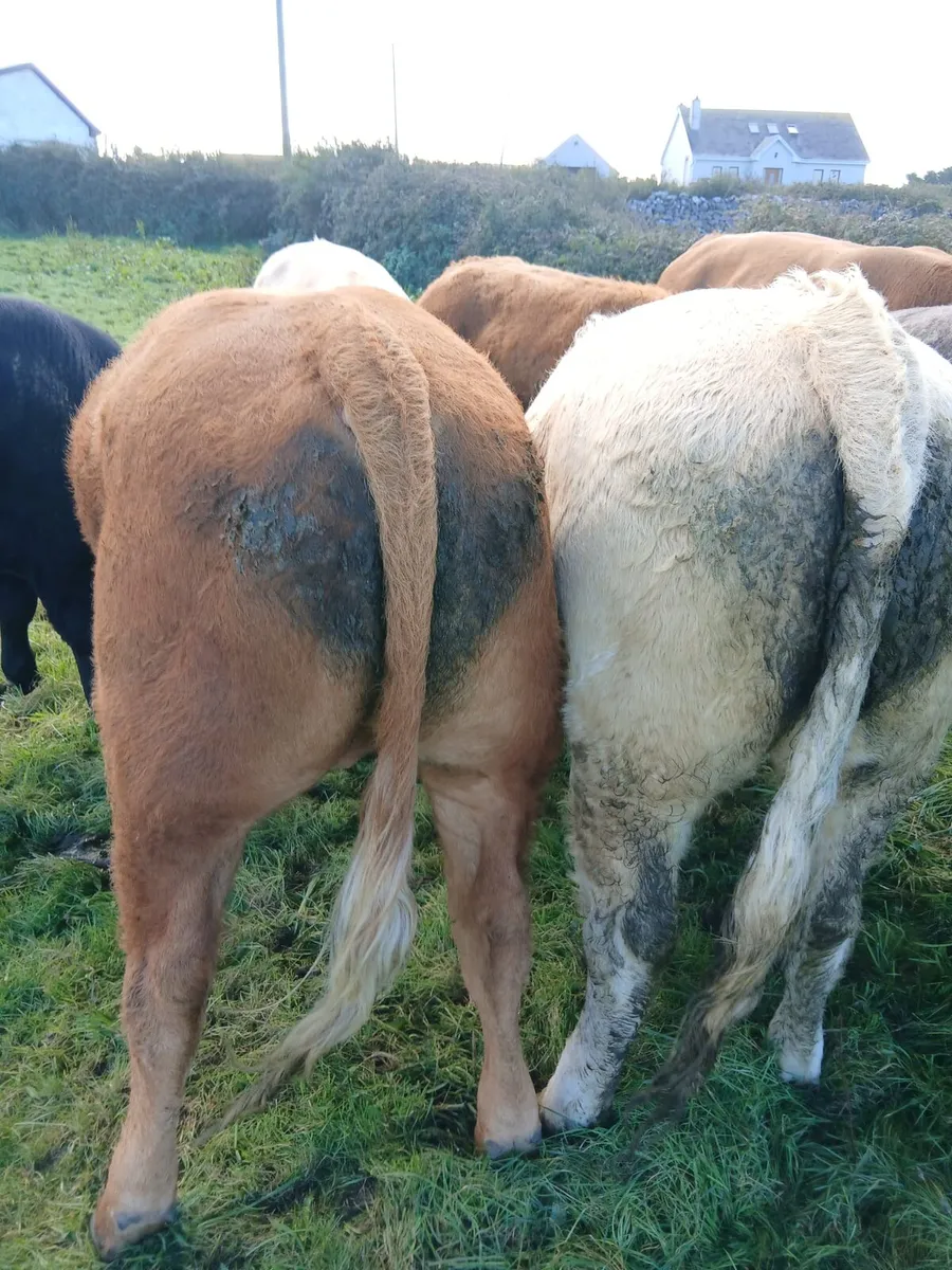 Bulls - Image 2