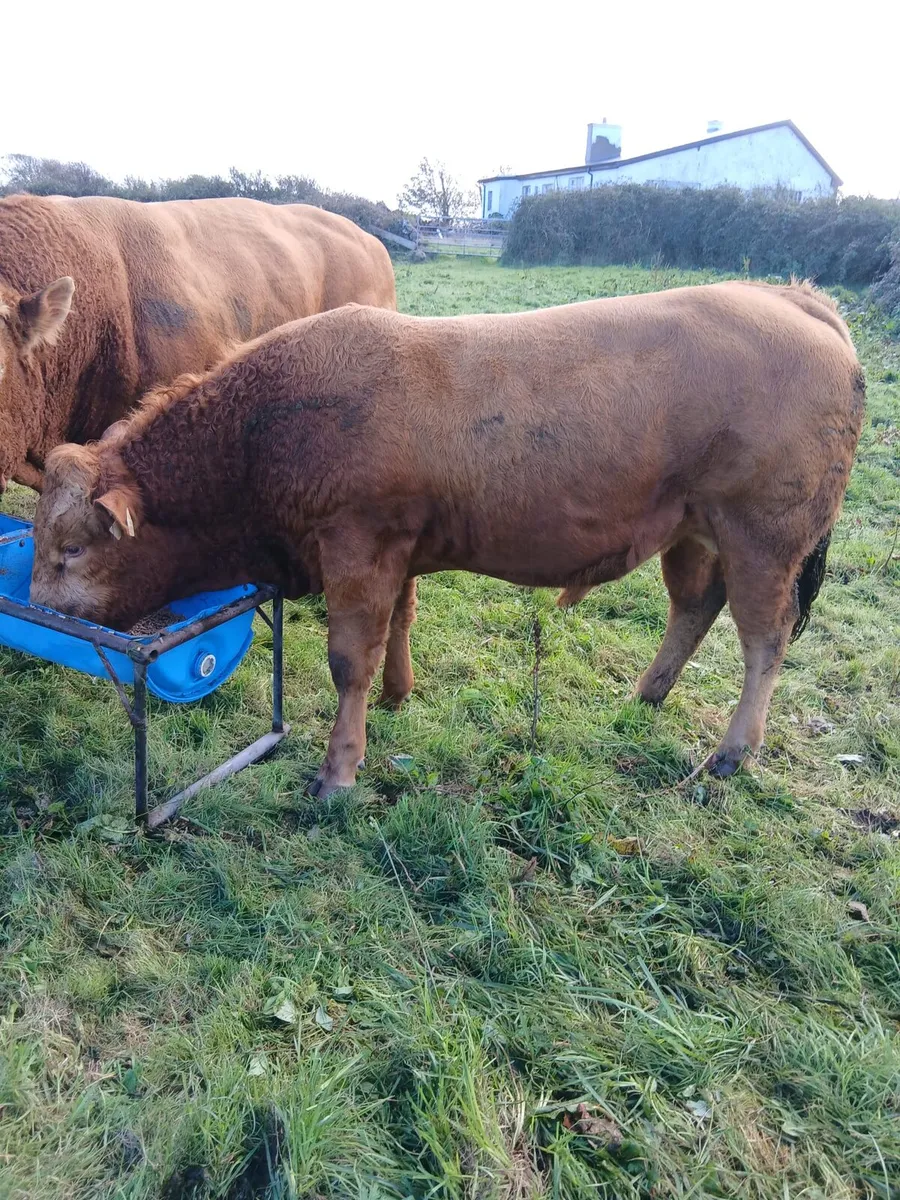 Bulls - Image 4