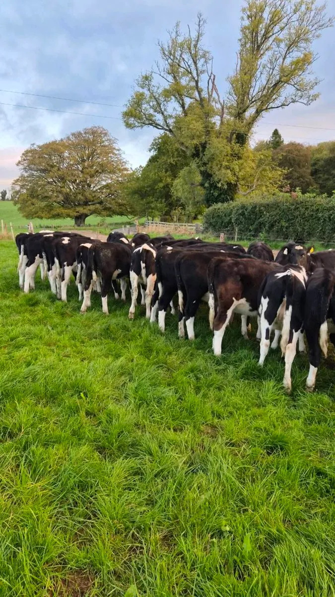 Weanling heifers - Image 1