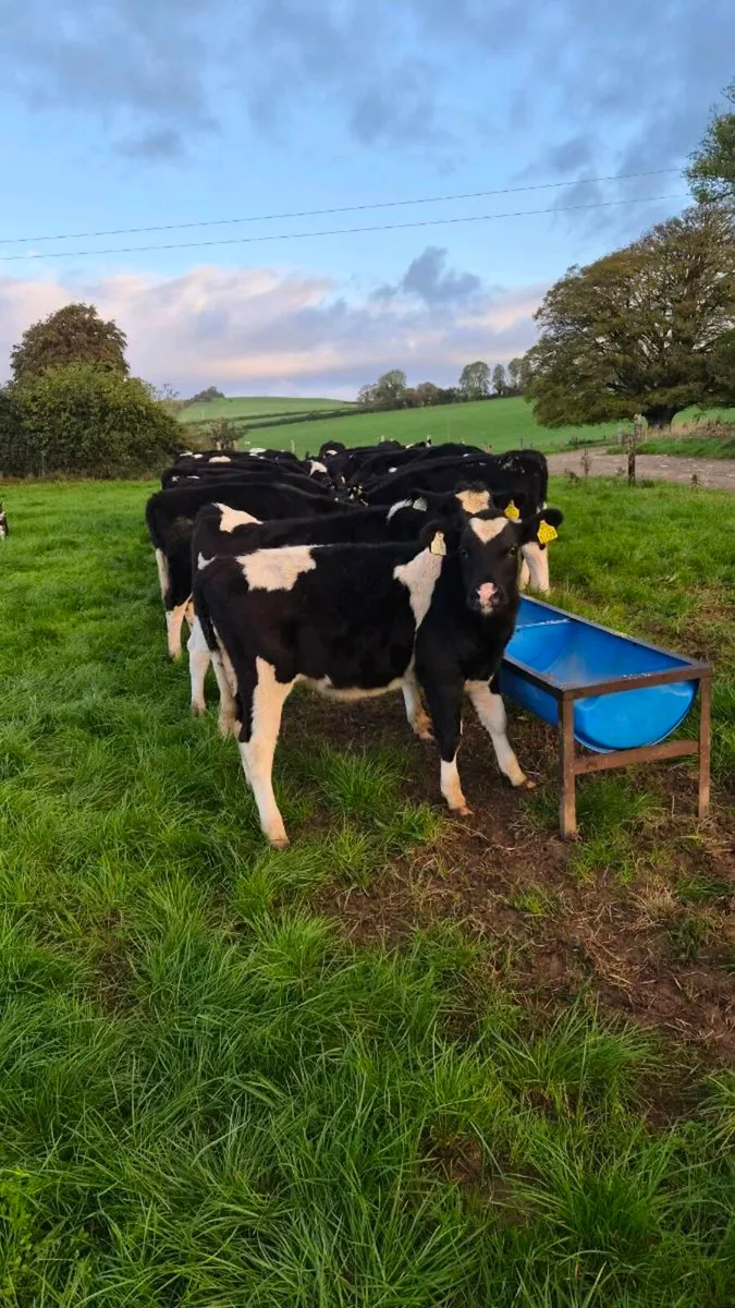 Weanling heifers - Image 2