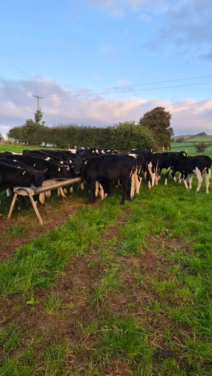 Weanling heifers - Image 3