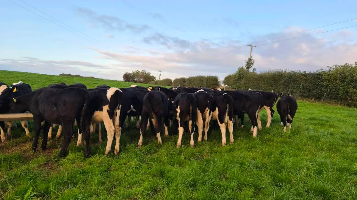 Weanling heifers - Image 4