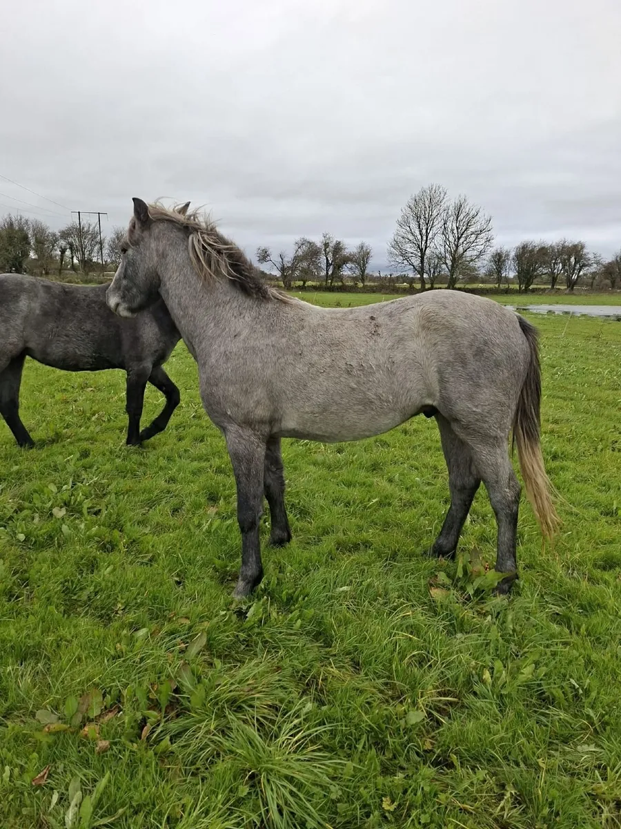 Lovely 2 year old Connemara gelding out of Class 1 - Image 1